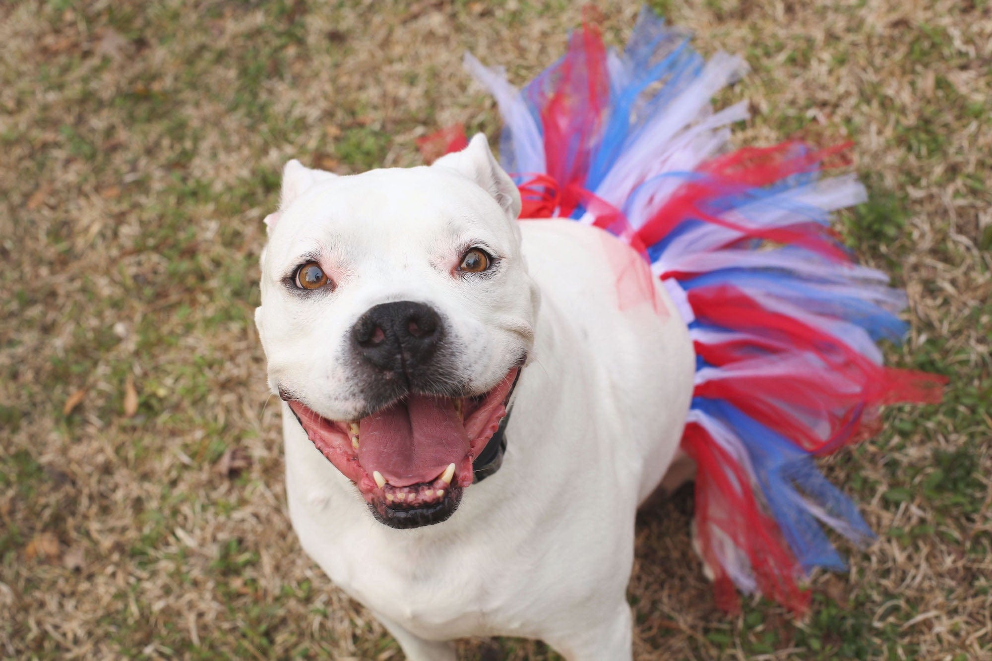 dog tutu on sale, tutu joli 4h of July dog tutu skirt, red white and blue dog tutu xs, blue dog tutu s, red dog tutu size m, white dog tutu size L, independence day dog tutu size xl, large dog tutu size xxl, 4th of july dog tutu size xxxl. large dog tutu american holiday, dog 4th of july tutu and accessories, dog running outfit, american flag pet tutus, american pet costume, pet dress red white blue, halloween dog tutu, birthday tutu for dogs, christmas tutu for dogs, dog christms stuffers