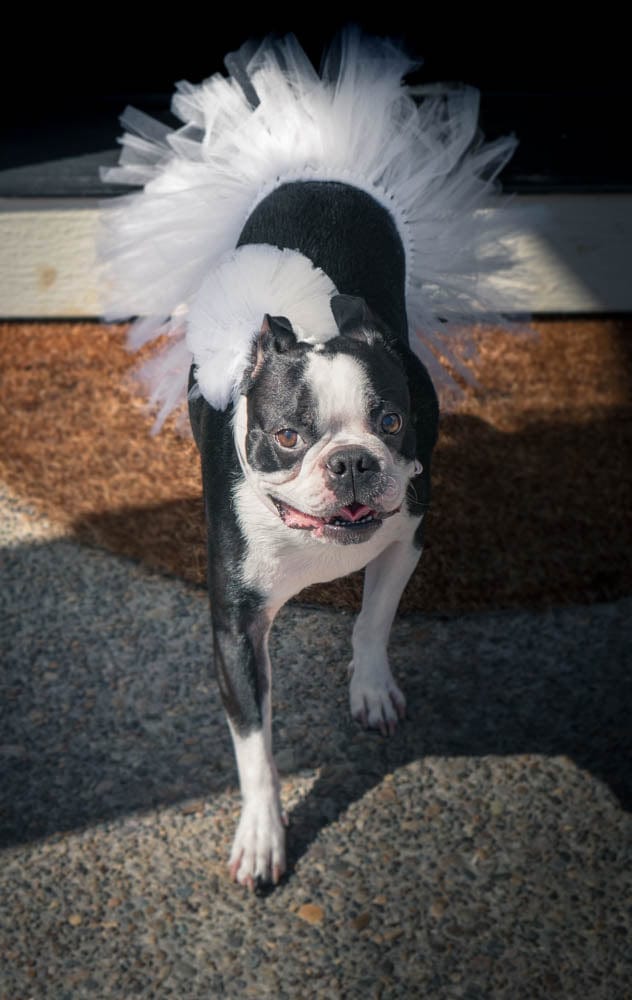White Bridal Dog Tutu Skirt White Bridal Dog Tutu Skirt