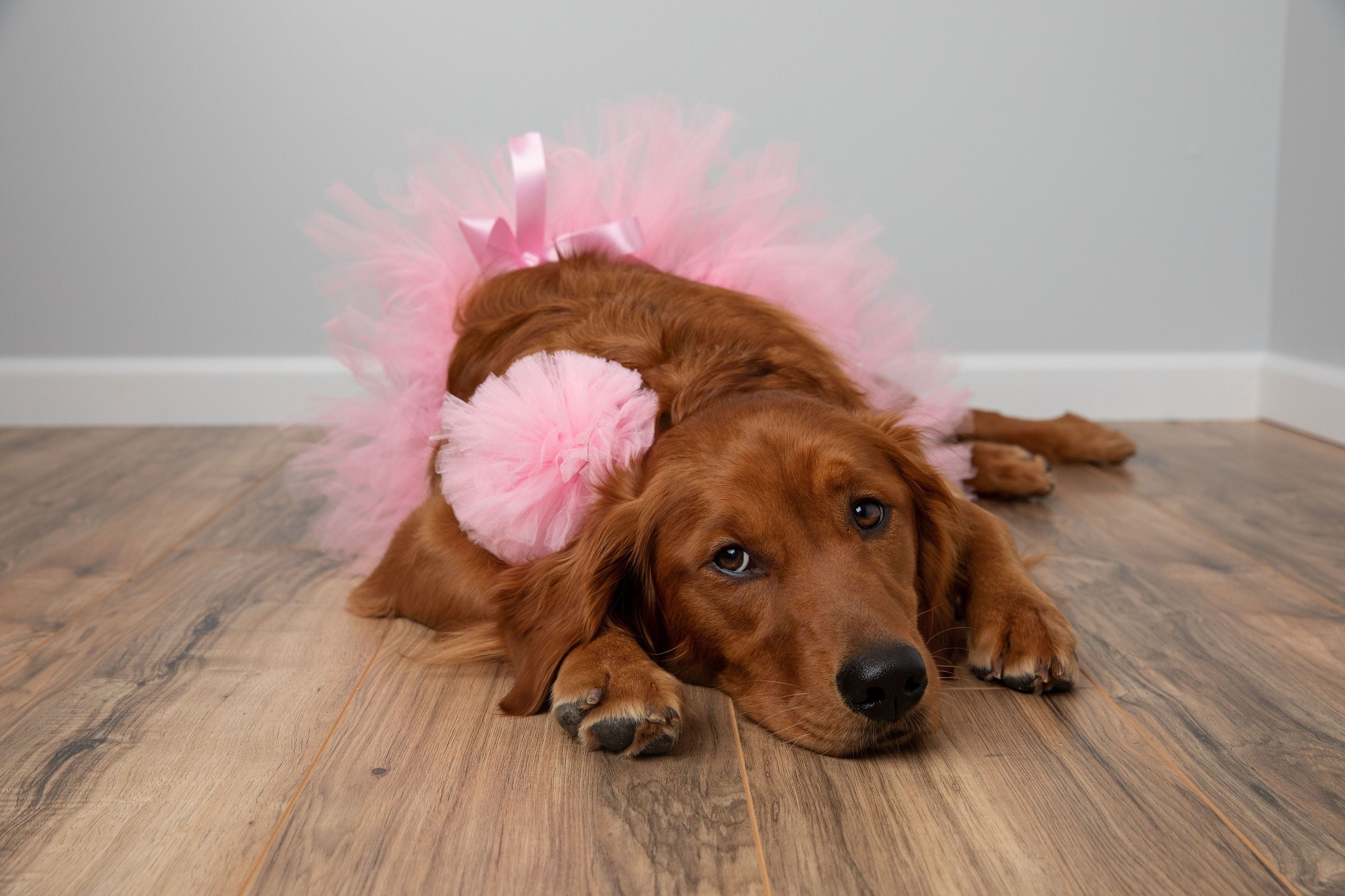 labrador puppy, pink dog tutu, dog outfit, dog accessories, tutu joli