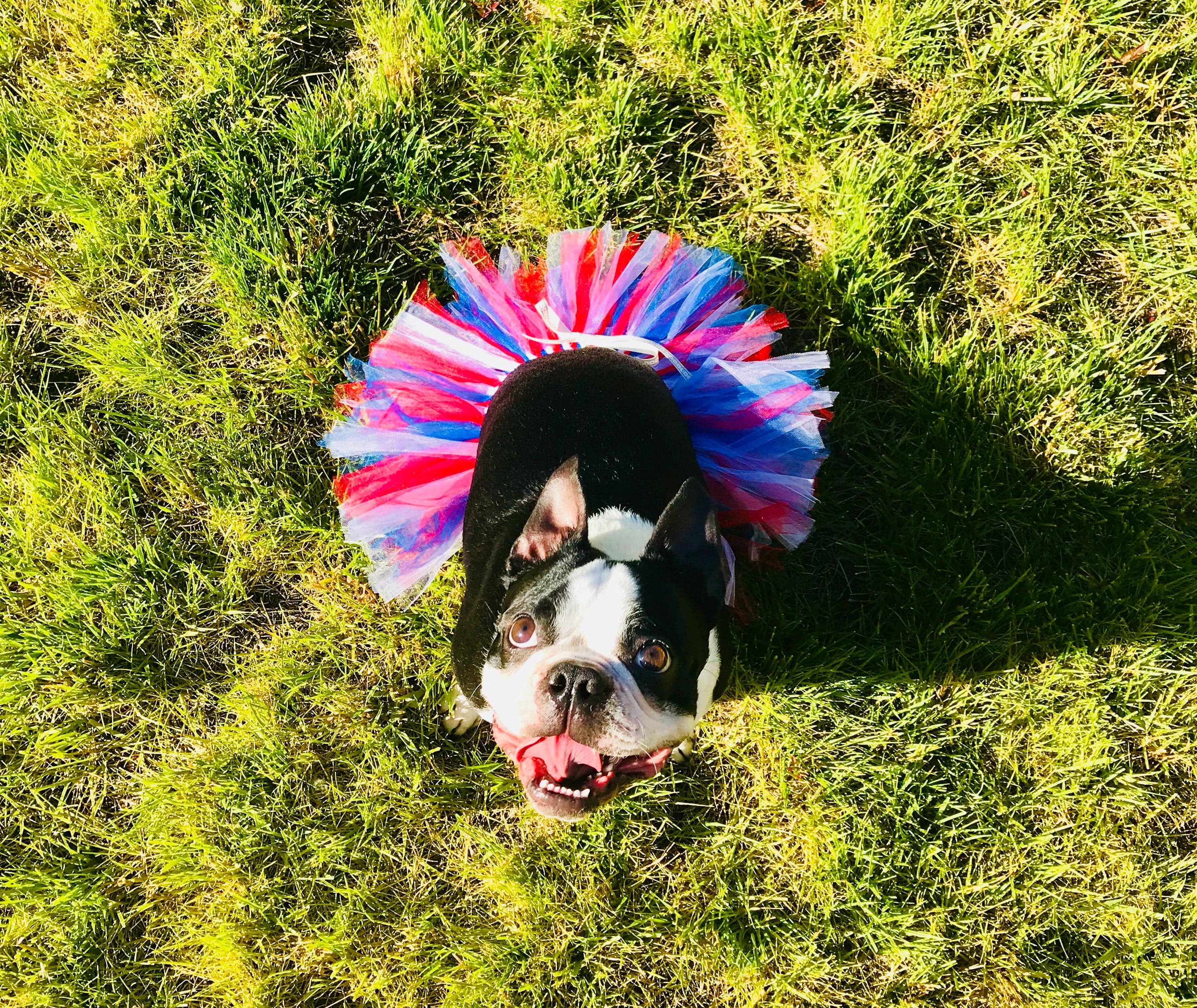 tutu joli 4h of July dog tutu skirt, red white and blue dog tutu xs, blue dog tutu s, red dog tutu size m, white dog tutu size L, independence day dog tutu size xl, large dog tutu size xxl, 4th of july dog tutu size xxxl. large dog tutu american holiday, dog 4th of july tutu and accessories, dog running outfit, american flag pet tutus, american pet costume, pet dress red white blue, halloween dog tutu, birthday tutu for dogs, christmas tutu for dogs, dog christms stuffers