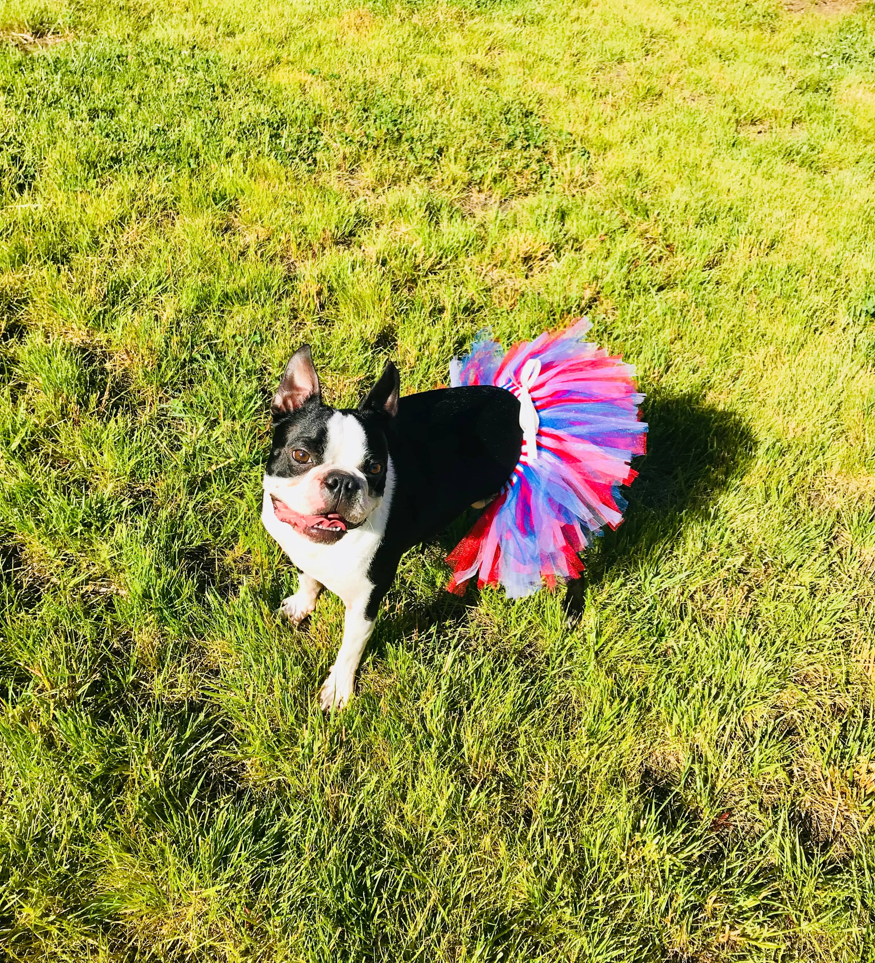 tutu joli 4h of July dog tutu skirt, red white and blue dog tutu xs, blue dog tutu s, red dog tutu size m, white dog tutu size L, independence day dog tutu size xl, large dog tutu size xxl, 4th of july dog tutu size xxxl. large dog tutu american holiday, dog 4th of july tutu and accessories, dog running outfit, american flag pet tutus, american pet costume, pet dress red white blue, halloween dog tutu, birthday tutu for dogs, christmas tutu for dogs, dog christms stuffers