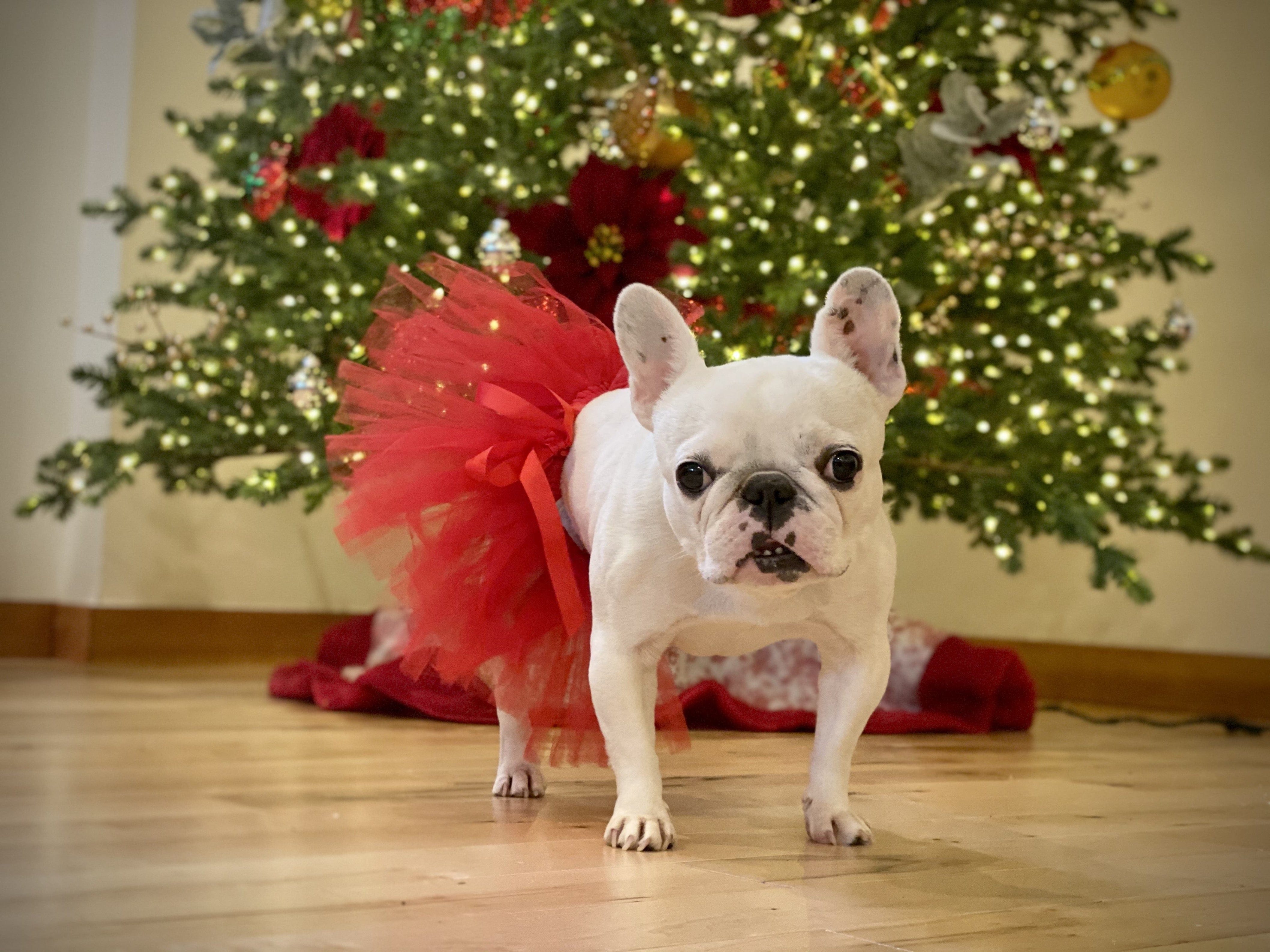 Red Dog Tutu Skirt | XS-XXXL