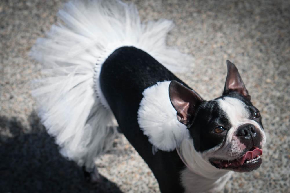 White Bridal Dog Tutu Skirt White Bridal Dog Tutu Skirt