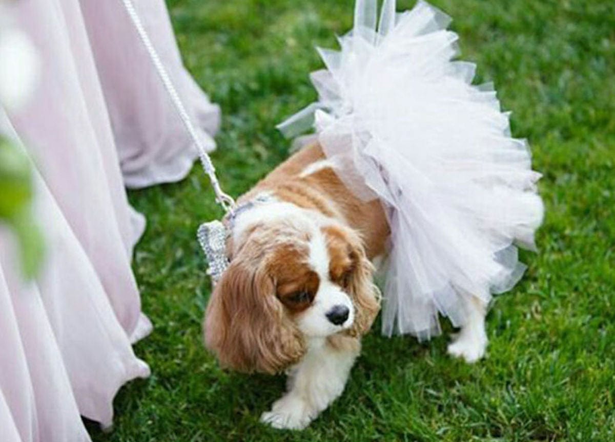 White Bridal Dog Tutu Skirt White Bridal Dog Tutu Skirt