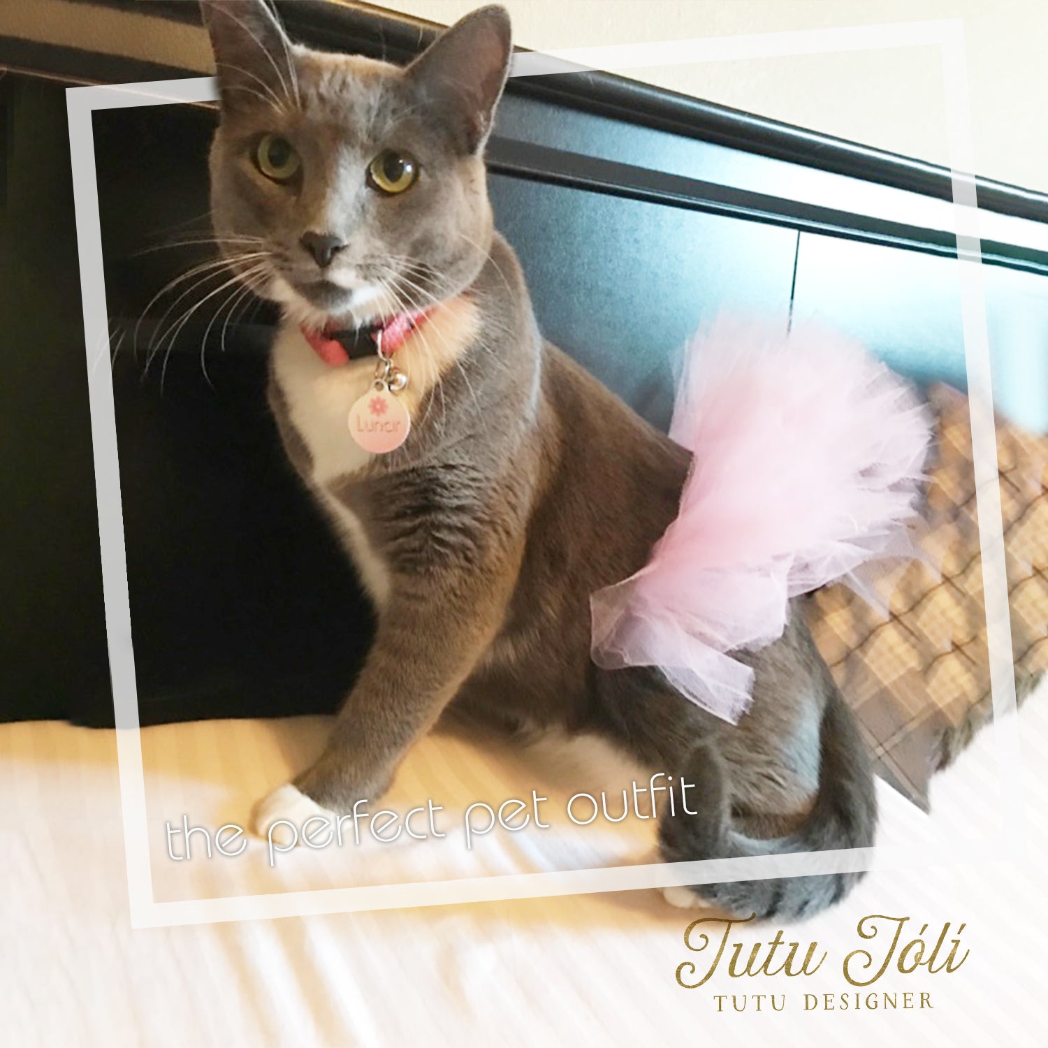 Pink Cat Tutu, cat in a tutu by tutu joli, tutu joli light pink dog tutu skirt, light pink dog tutu xs, light pink dog tutu s, pink dog tutu size m, pink dog tutu size L, light pink dog tutu size xl, pink dog tutu size xxl, pink dog tutu size xxxl. large dog tutu in pink, pink dog birthday tutu, dog birthday outfit, pink pet tutus, light pink pet costume, dog princess outfit pink