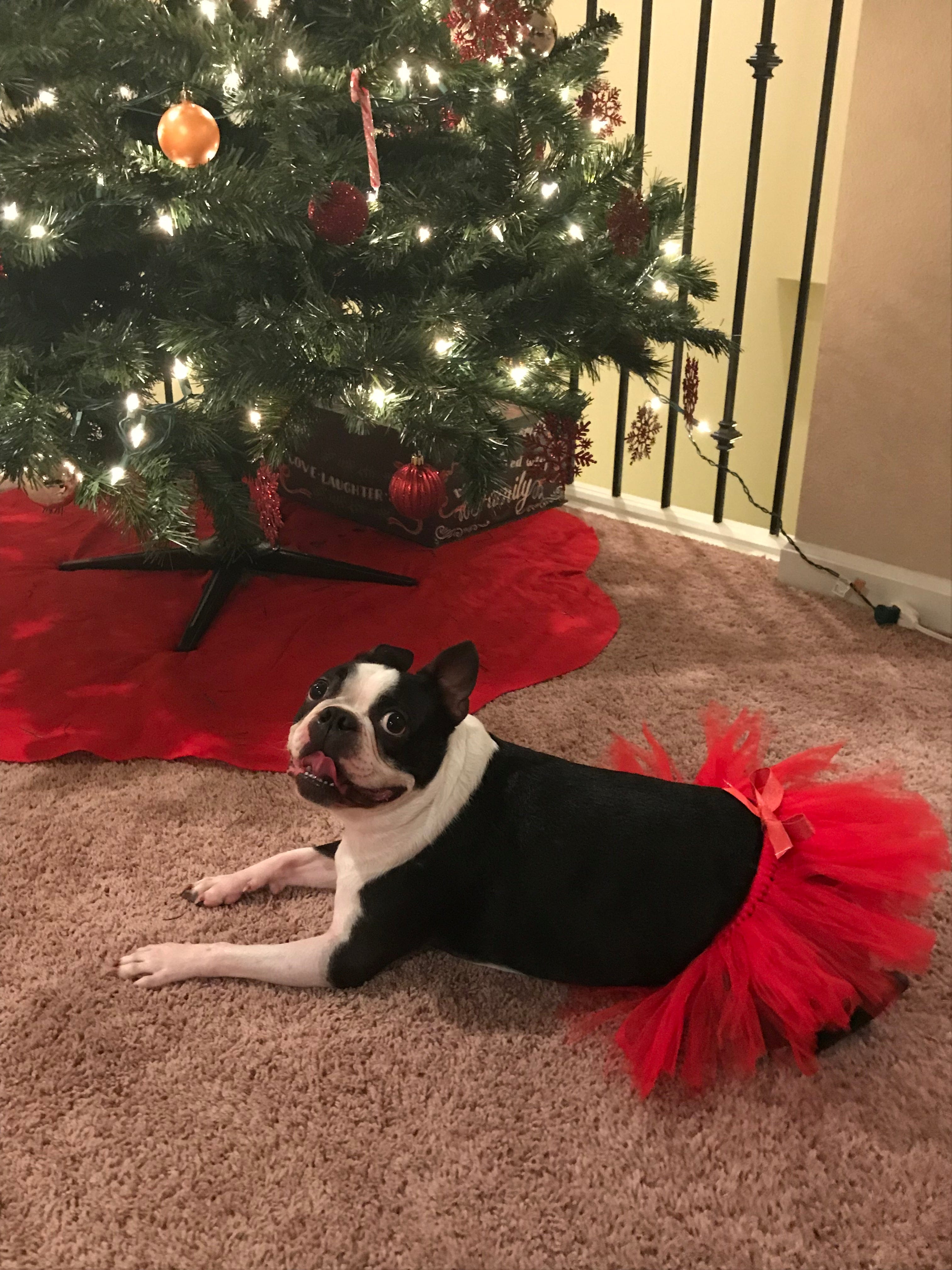 dog christmas tutu dress pet dog tutu dress, Christmas, candy canes & bows, Small**(read size details)