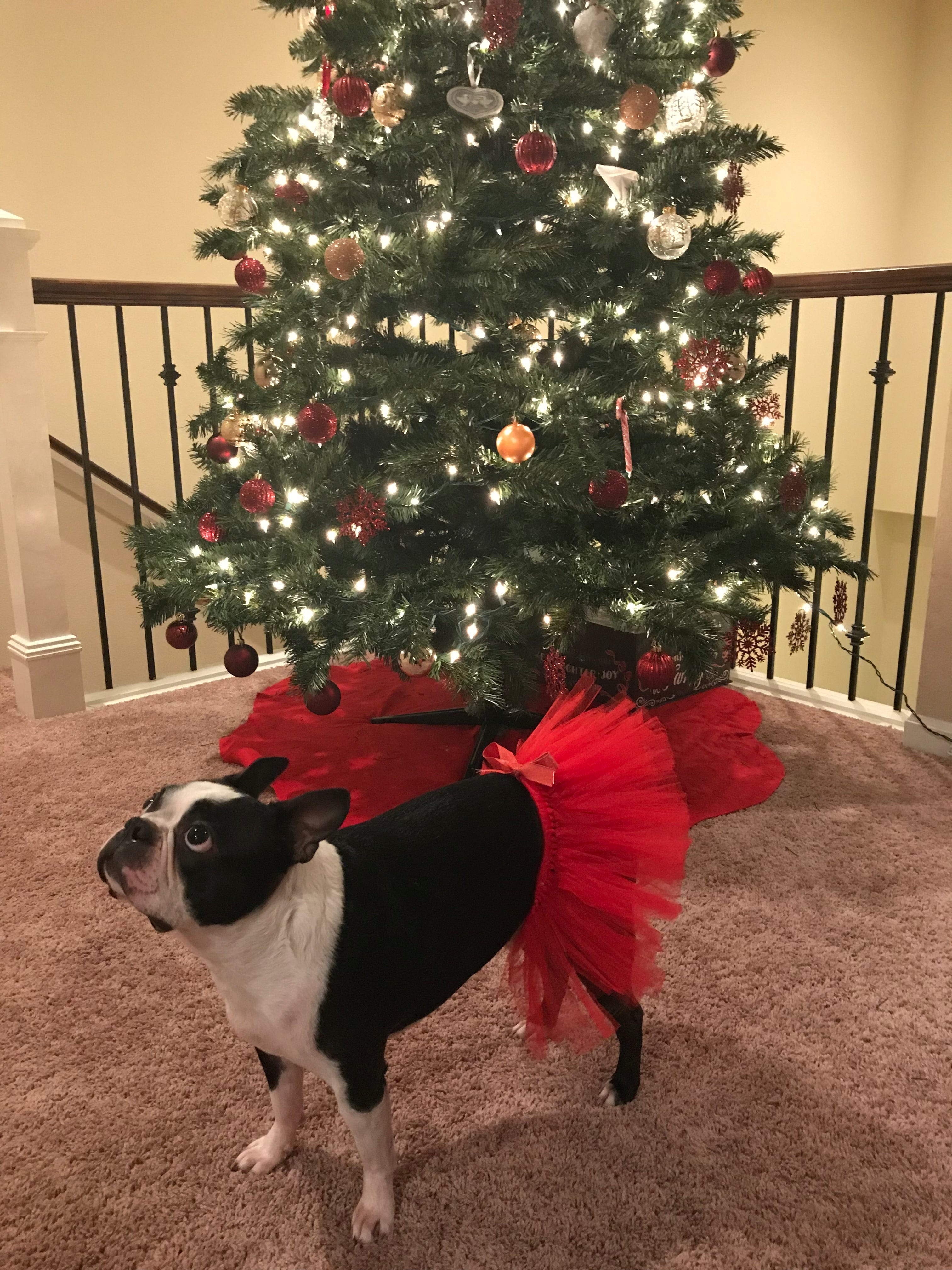 christmas red tutu with bow for pets and dogs by tutu joli, red dog tutu, red tootoo, red valentines day tutu for dogs, red valentines day tutu for cats, red valentines day tutu for pets, red valentines day tutu for chickens, xmas tutu for dogs, red x-mass dog tutu, xmas tutu for cats in red color, small pet tutu red, large pet tutu in red, active dog tutu