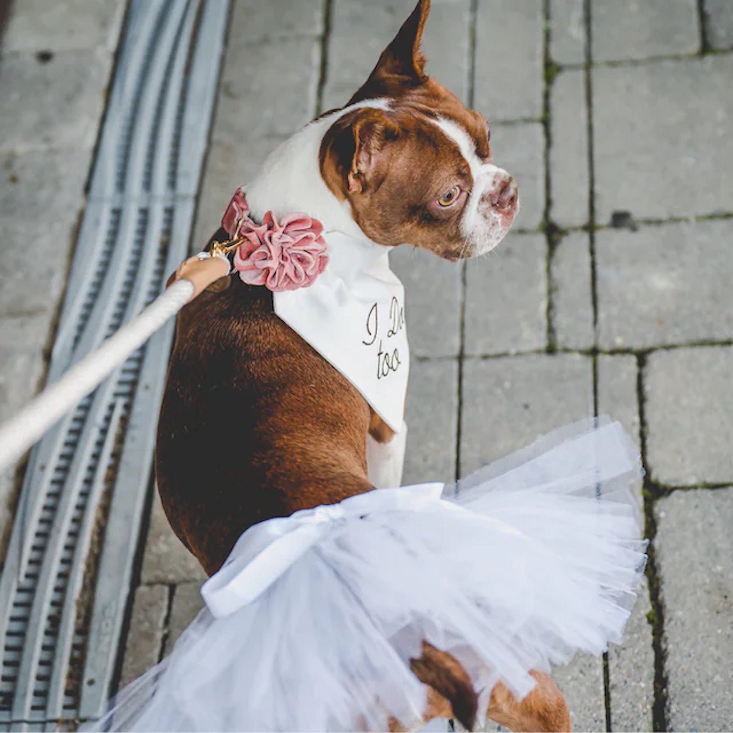 White Bridal Dog Tutu Skirt (Large) (Large) White Bridal Dog Tutu Skirt (Large) (Large)